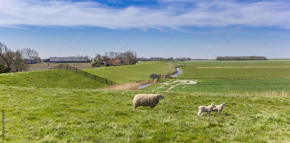 Sheep with lambs in the landscape of Oostergo in Friesland, Netherlands