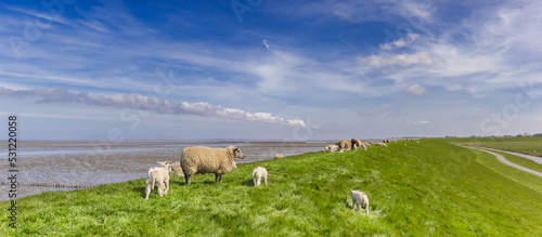 Panoama od a herd of sheep on a dike at the Wadden sea in Friesland, Netherlands photo