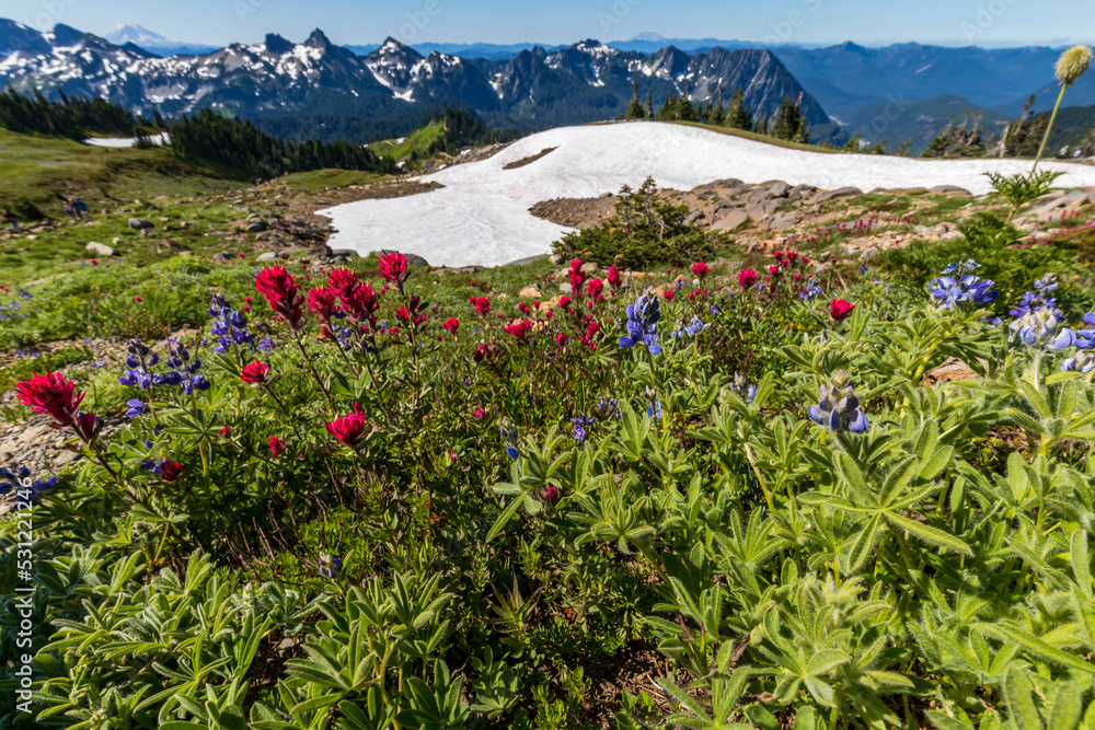 beautiful wild Indian paint brush with other wild flowers scattered on the trails and meadows of mt.Rainier national park in Washington State 