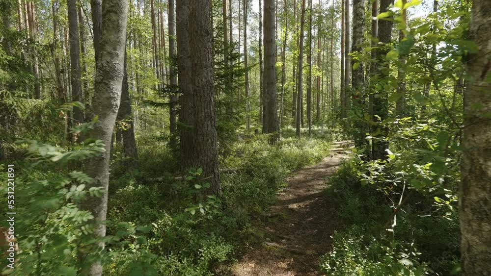 The walk through in the middle of the forest with the tall trees on the side in Estonia The walk through in the middle of the forest with the tall trees on the side in Estonia
