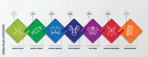 infographic template with linear icons. infographic for human body parts concept. included human neck, muscle fiber, human breast, two kidneys, hip bone, abdomen, spine editable vector.