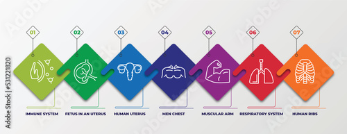 infographic template with linear icons. infographic for human body parts concept. included immune system, fetus in an uterus, human uterus, men chest, muscular arm, respiratory system, human ribs