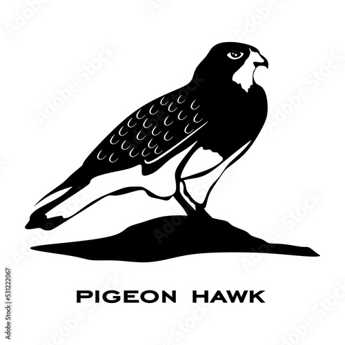 Pigeon hawk logo isolated on white background. Bird sign. Pigeon hawk silhouette. Minimalist bird icon vector illustration
