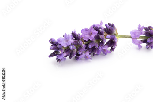 Lavender flowers on a white background.
