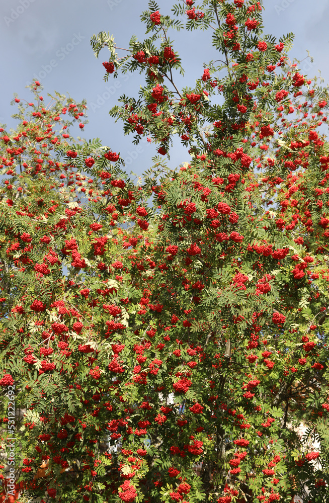 Tree with red berries called Sorbus aucuparia or commonly rowan Tree with red berries called Sorbus aucuparia or commonly rowan