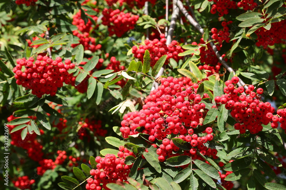 Tree with red berries called Sorbus aucuparia or commonly rowan