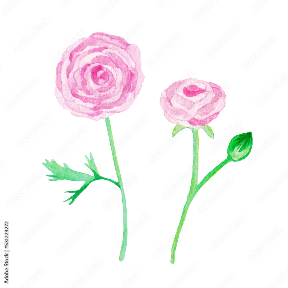 イラスト素材：水彩絵の具で手描きしたラナンキュラスの花　ピンク/複数本（透過背景）