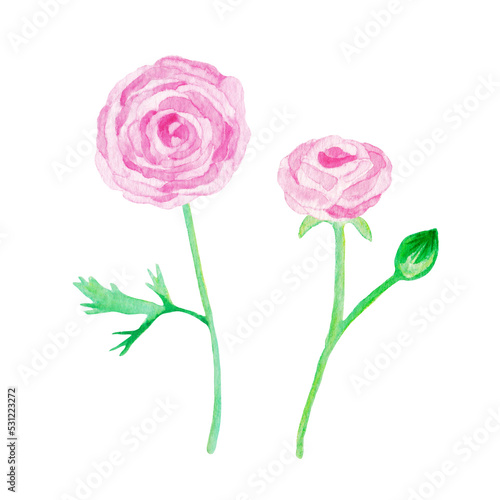 イラスト素材：水彩絵の具で手描きしたラナンキュラスの花　ピンク/複数本（透過背景）