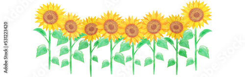 イラスト素材：水彩絵の具で手描きした向日葵の花畑　複数本/切り抜き（透過背景）