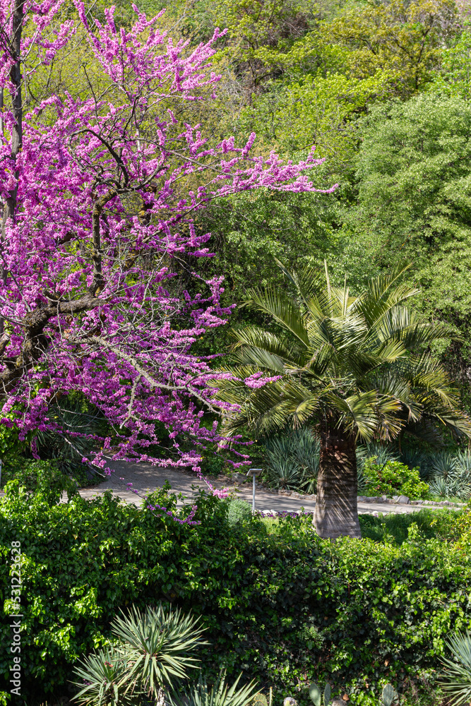 A path among flowering trees in the Botanical Garden of Tbilisi. Georgia is a country