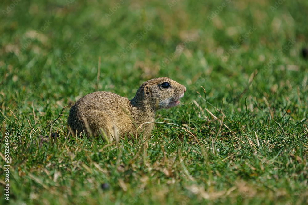 Fototapeta premium Spermophilus citellus is an animal species belonging to the Spermophilus genus. Perched on its hind legs.