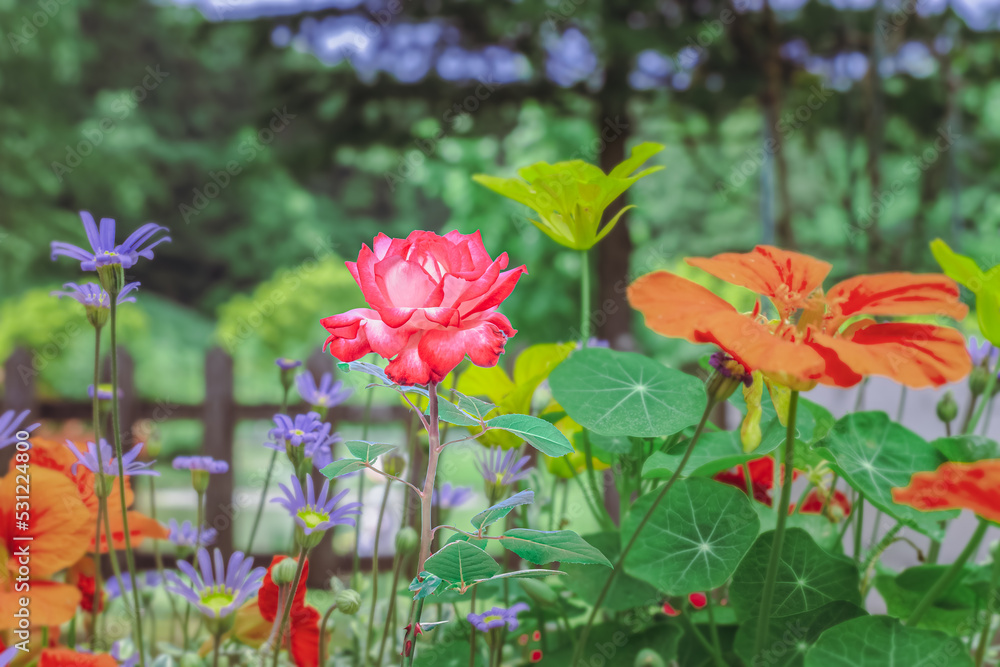 Obraz premium 春の花壇に咲く色とりどりの花