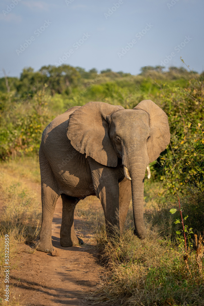 African bush elephant stands on sandy track