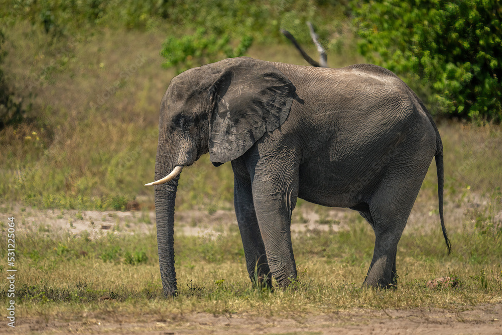 African bush elephant stands on sunny riverbank