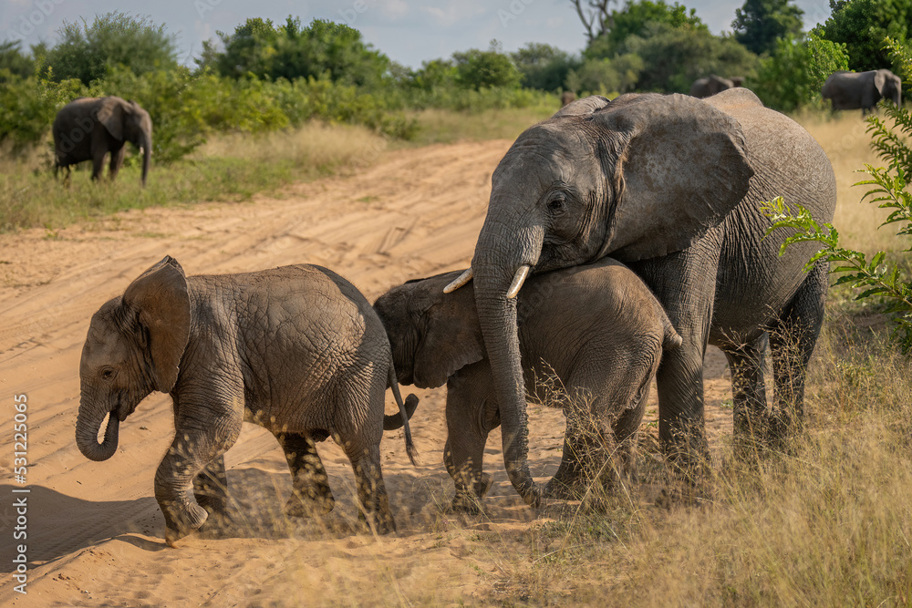 African bush elephant stands pushing two babies