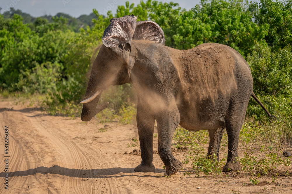Fototapeta premium African bush elephant stands shaking off dust