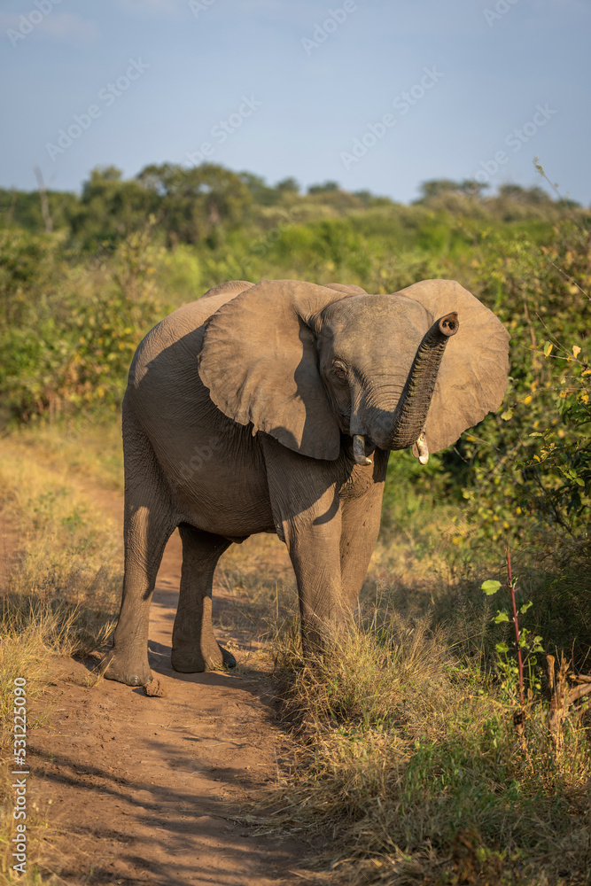 Fototapeta premium African bush elephant stands sniffing the wind