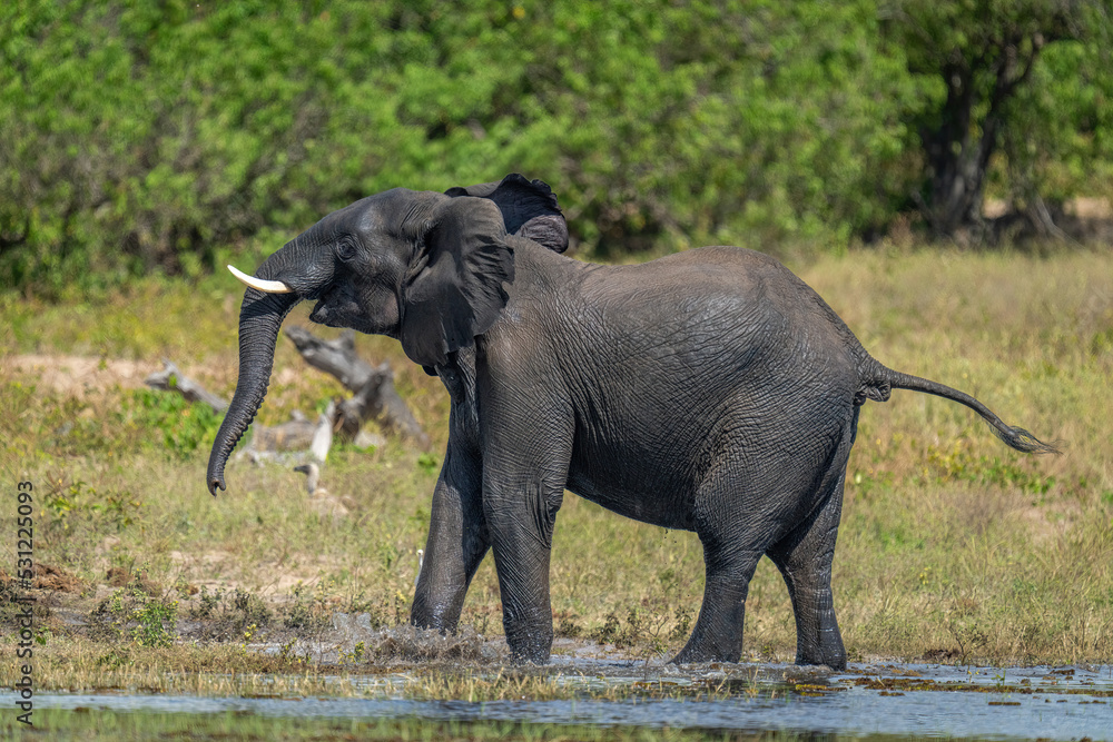 Fototapeta premium African bush elephant stands splashing in river
