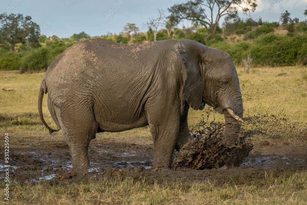 African bush elephant stands spraying muddy water