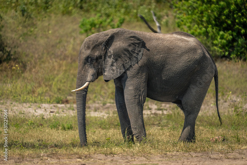 African bush elephant stands on sunny riverbank