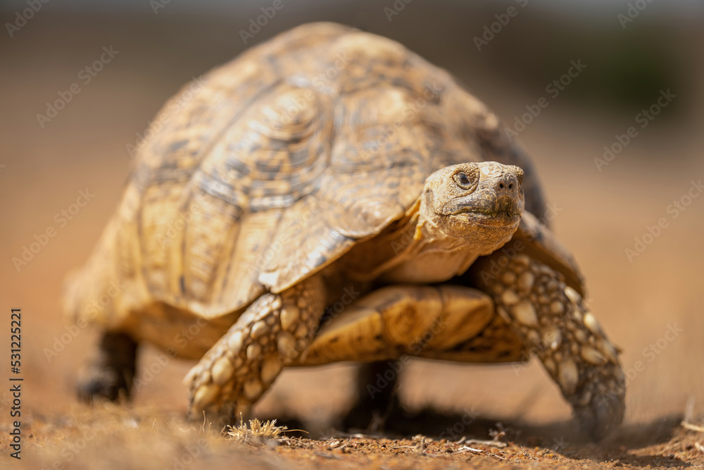 Leopard tortoise stands watching camera in savannah