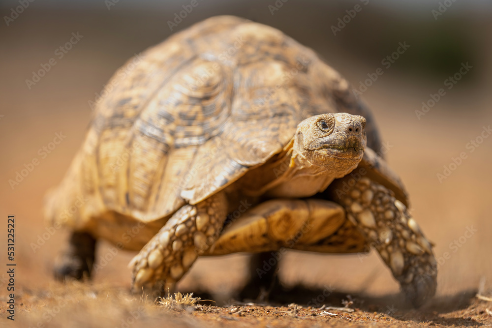 Leopard tortoise stands watching camera in savannah Leopard tortoise stands watching camera in savannah