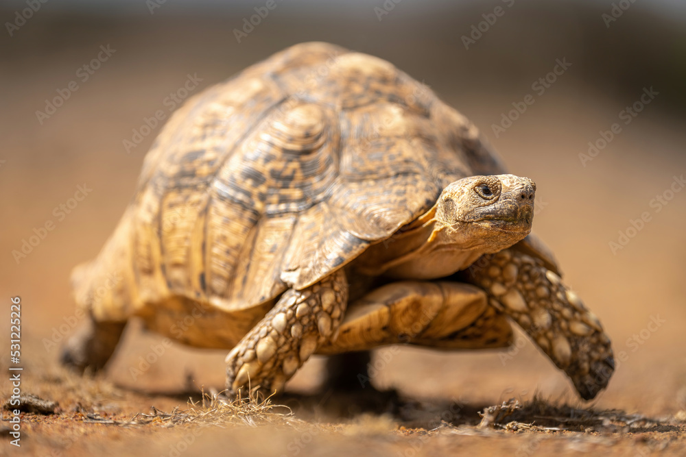 Leopard tortoise walks past over stony ground Leopard tortoise walks past over stony ground