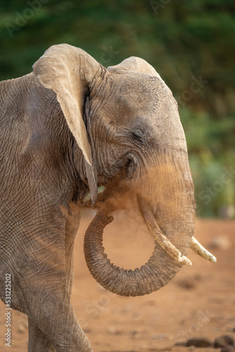 Close-up of elephant throwing dust with trunk