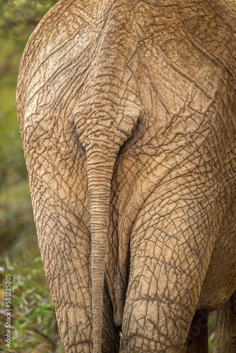 Close-up of tail of African bush elephant
