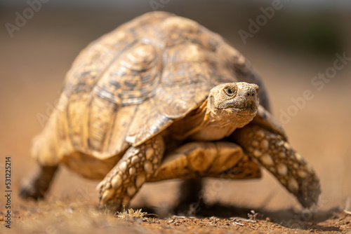 Leopard tortoise crosses dry savannah in sunshine