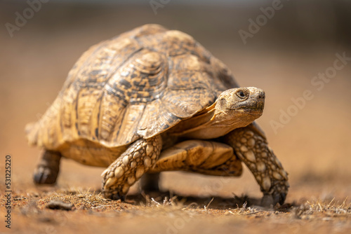 Leopard tortoise walks past on stony ground