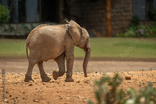 Canvas Print Young African bush elephant passes safari lodge