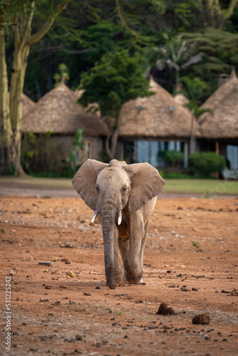 Photography Young African bush elephant walks towards camera