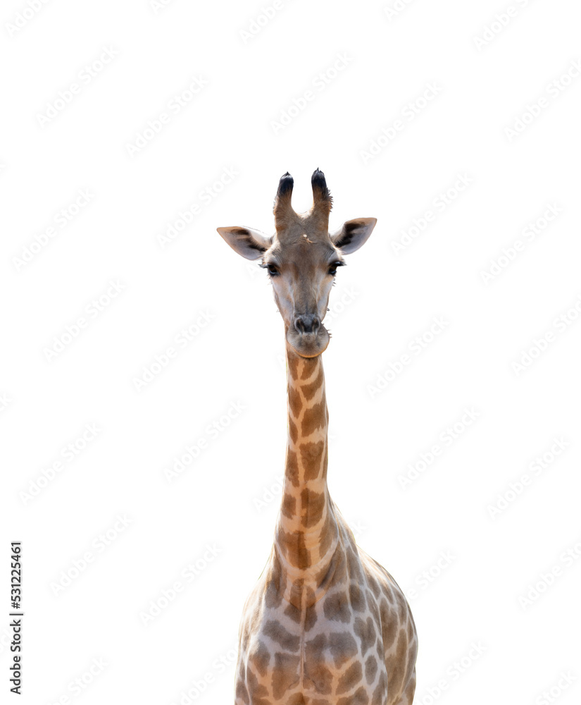 Naklejka premium Giraffe, a tall mammal against a white background.