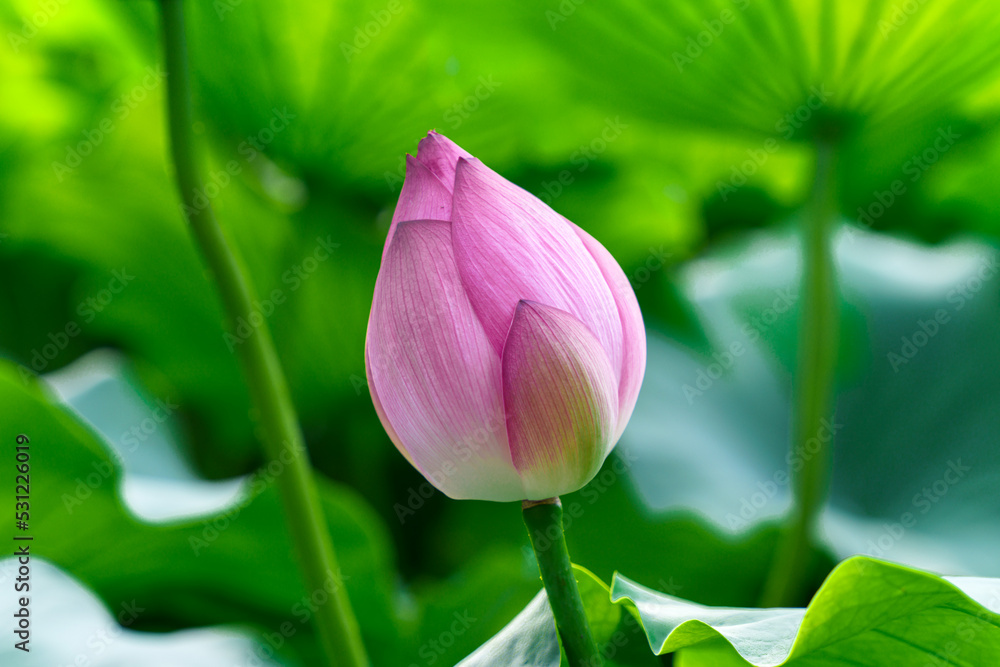 蓮の花のつぼみ 蓮の花のつぼみ