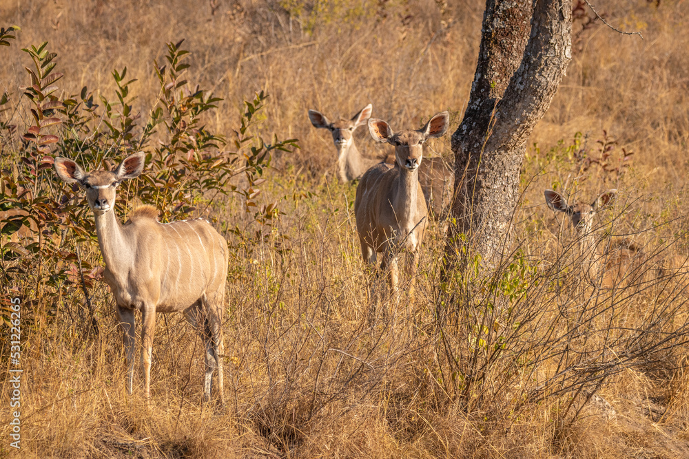 Fototapeta Family of greater kudu ( Tragelaphus strepsiceros)with young hiding in the grass, Tomjachu Bush Retreat, Mpumalanga, South Africa.