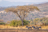 A herd of zebra ( Equus Burchelli) standing in a grassland, Tomjachu Bush Retreat, Mpumalanga, South Africa.