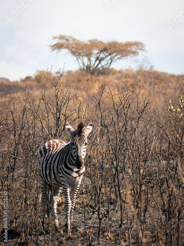 A zebra ( Equus Burchelli) standing in a burned grassland, Tomjachu Bush Retreat, Mpumalanga, South Africa. photo