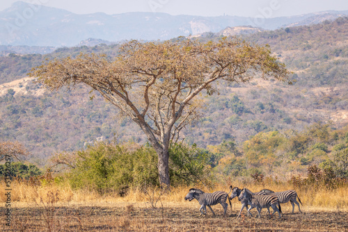 A herd of zebra ( Equus Burchelli) standing in a grassland, Tomjachu Bush Retreat, Mpumalanga, South Africa.