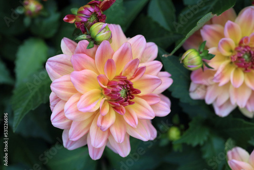 pretty Dahlia in full bloom
