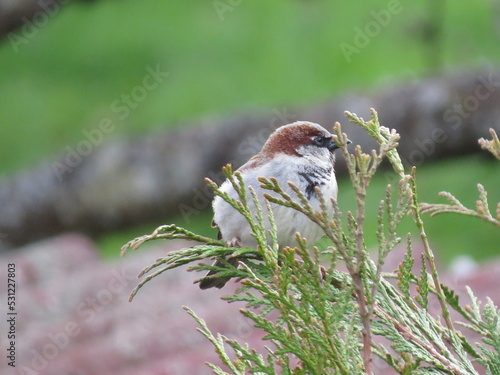 Moineau