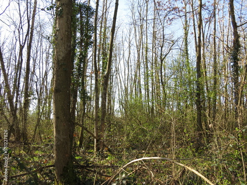 Paysage de forêt française