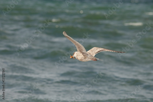 A vega gull caught a starfish. A bird flying over the sea.