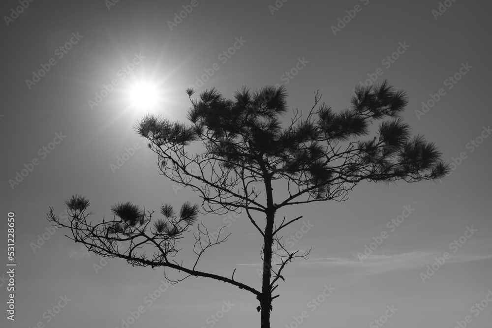 Silhouette of a tree at Pineapple Mountain (Por Lo Shan). Silhouette of a tree at Pineapple Mountain (Por Lo Shan).
