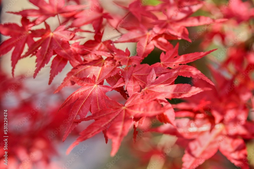 Red leaves of red japan shaina acer tree Red leaves of red japan shaina acer tree