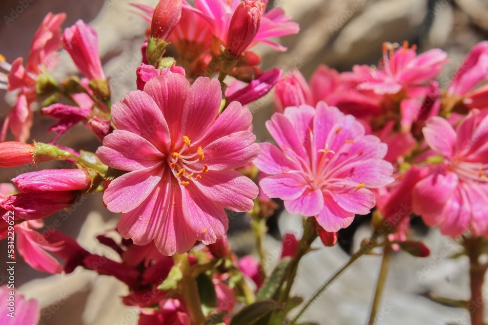 A beautiful isolated image of the pink flowers of the Lewisia cotyledo A beautiful isolated image of the pink flowers of the Lewisia cotyledo