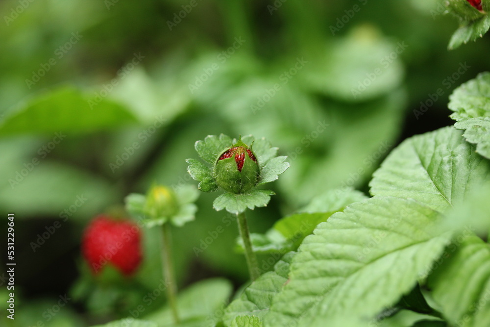 Potentilla indica known commonly as mock strawberry - Indian-strawberry or false strawberry - Immature fruit Potentilla indica known commonly as mock strawberry - Indian-strawberry or false strawberry - Immature fruit