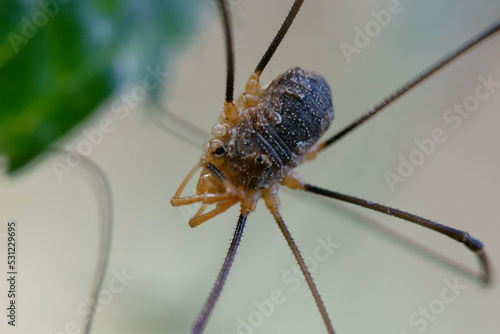 Harvestman (Phalangium opilio) on a leaf