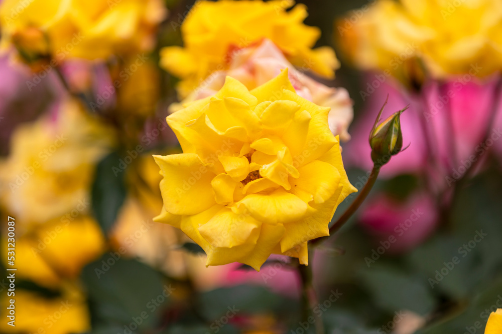 Fototapeta premium ゴールドマリー'84