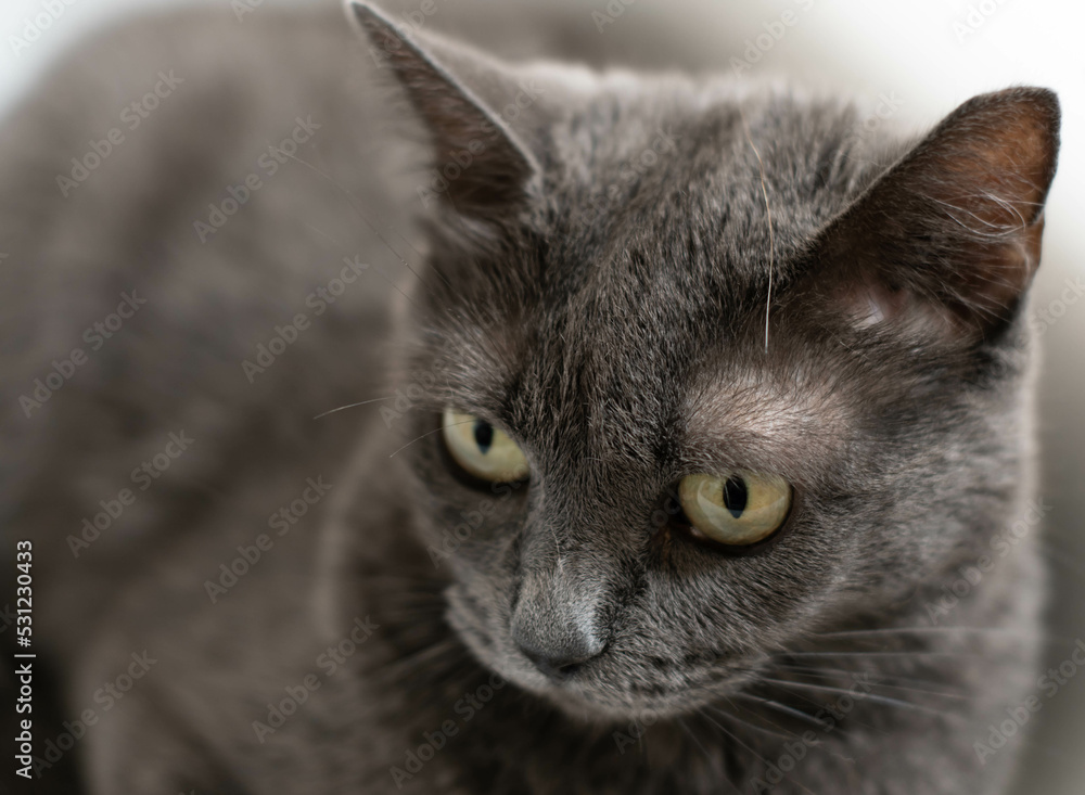 gray cat velvety furry fluffy look pet puppy expressive gray